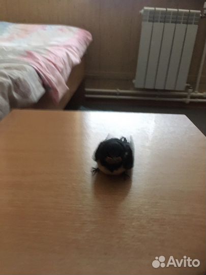 Птенец ласточки