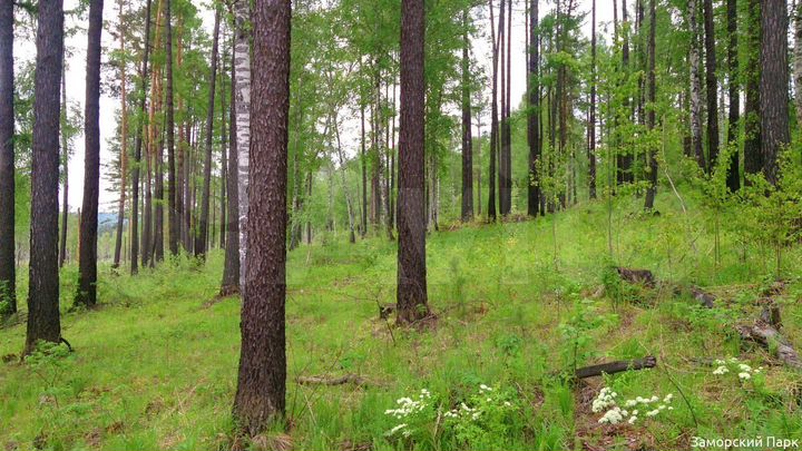 Участок 10 сот. (ИЖС)