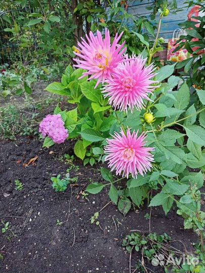 Корни георгин. Сорт Принцесса парков