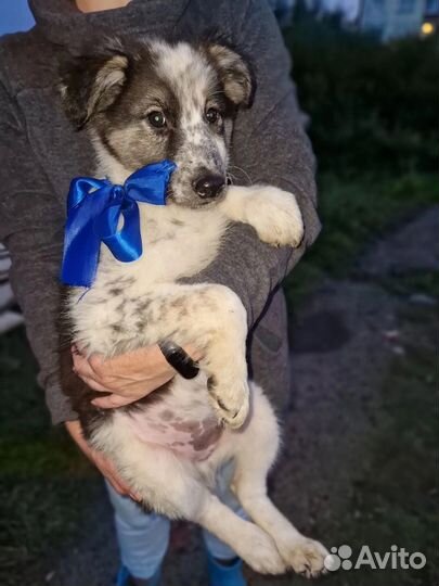 Щенок в добрые руки