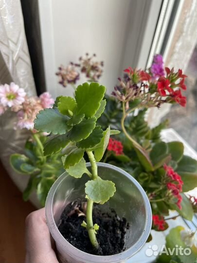 Каланхоэ белый