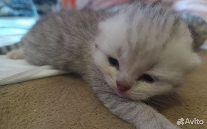 Британские котята