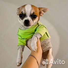 Пошив одежды для собак своими руками