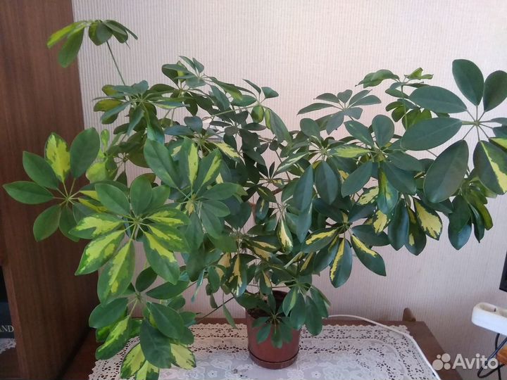 Продам шефлеру