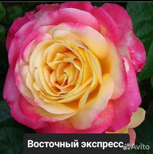 Чайно-гибридные розы