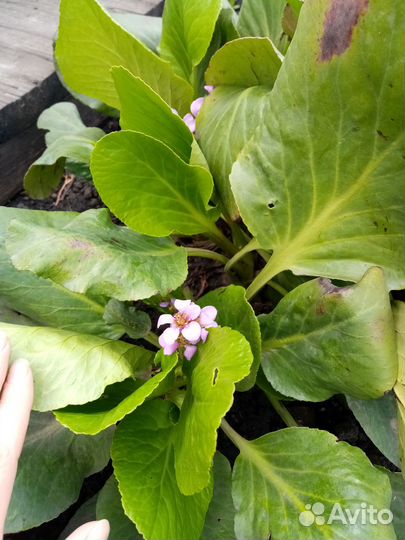 Бадан многолетний