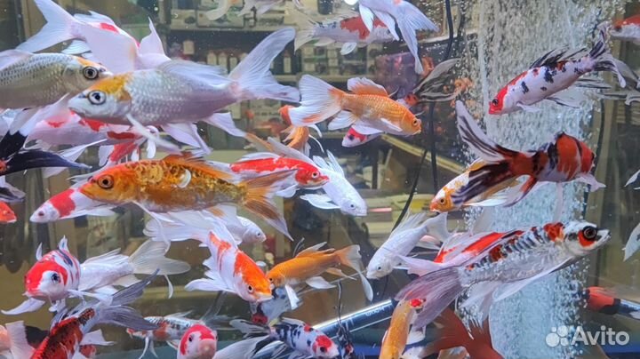 Рыба для пруда с доставкой по Москве и мо