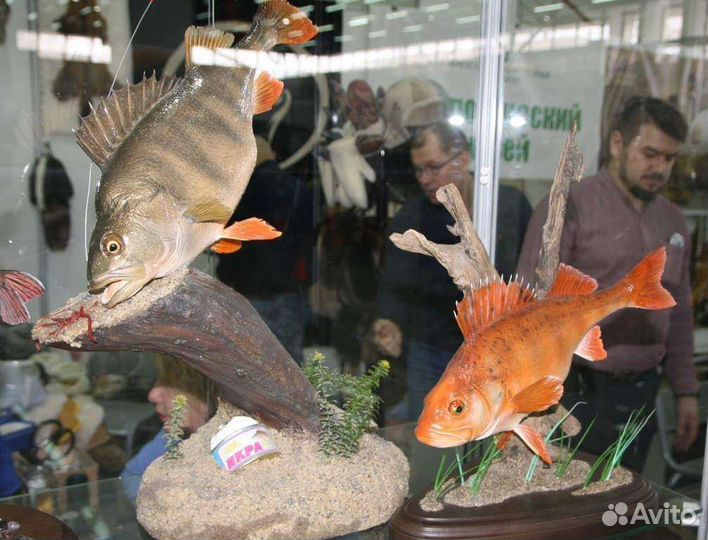 Трофеи из рыб любых видов и размеров