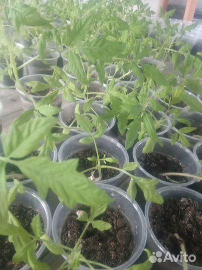 Продам рассаду помидор, перцев, баклажан