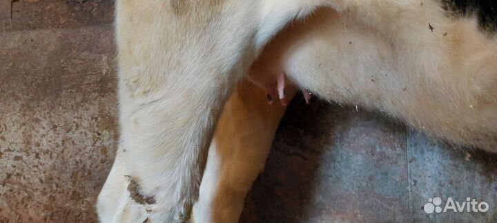 Нетель от голштин