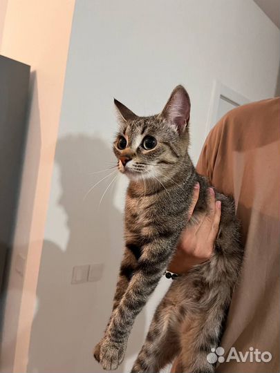 Кошка молодая ищет дом бесплатно