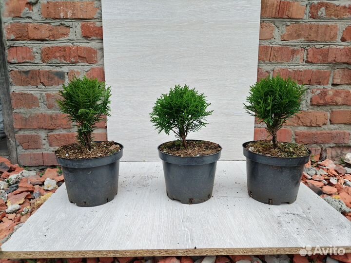 Можжевельник Блю чип