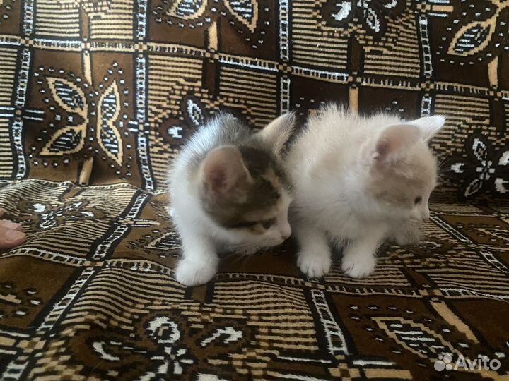 Котики в дар