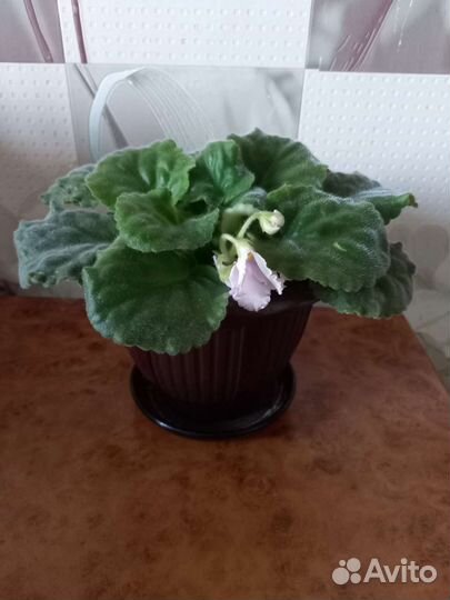 Комнатные цветы цветущие