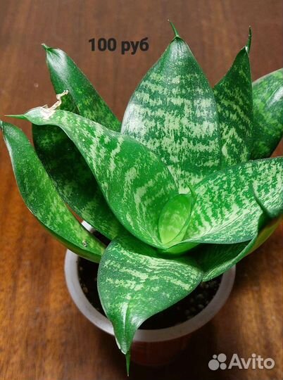 Сансевиерия ханни