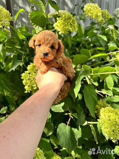 Щенки мальтипу premium F1