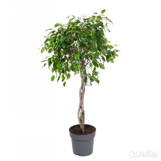 Растения для офиса