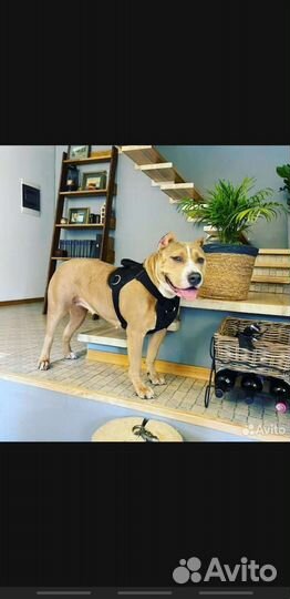 Американский булли xl