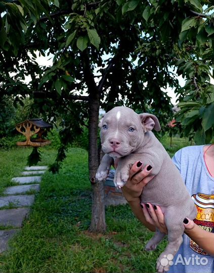 Американский булли покет