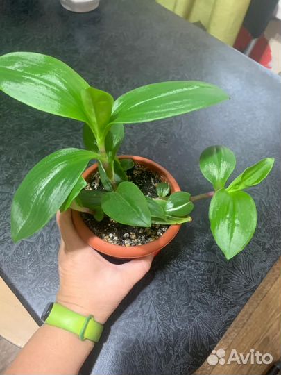 Комнатные цветы