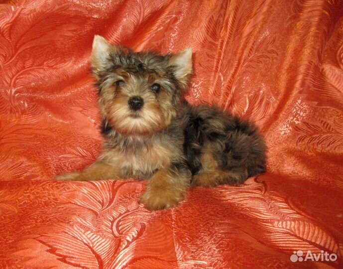 Девочки йорка