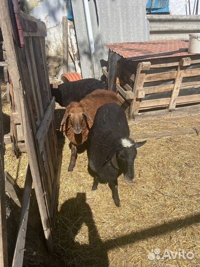 Овцы бараны