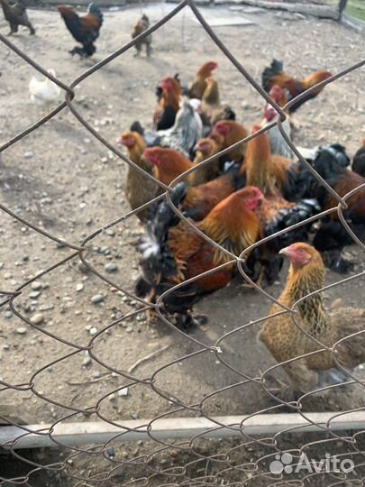 Молодые петухи брама