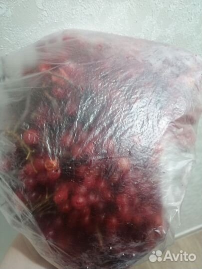 Калина ягода