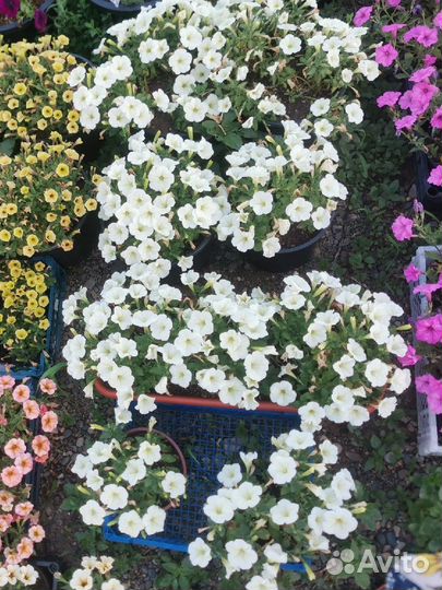 Петуния оптом и в розницу