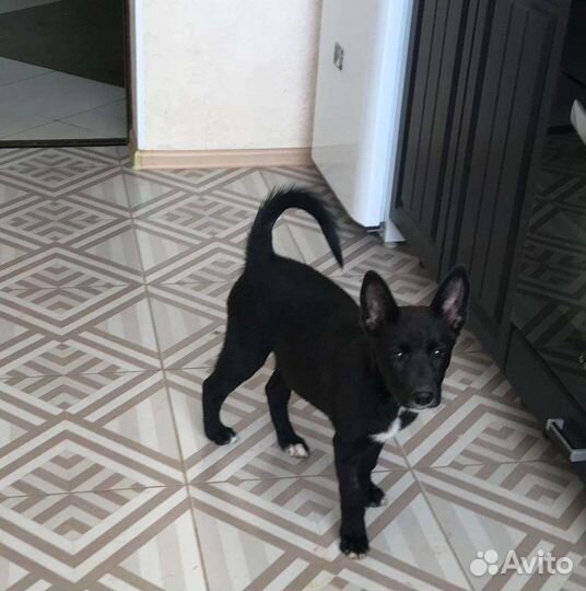 Щенок в добрые руки