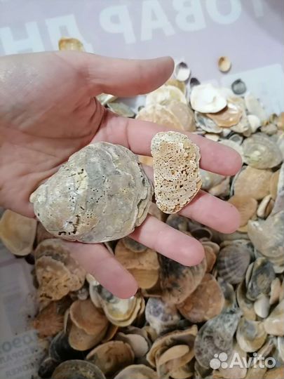 Ракушки с Чёрного моря