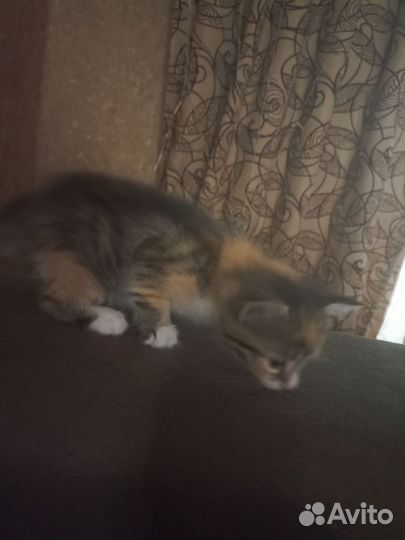 Кошки в добрые руки
