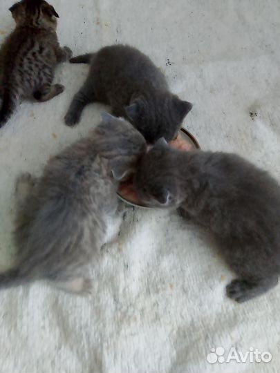 Шотландские котята