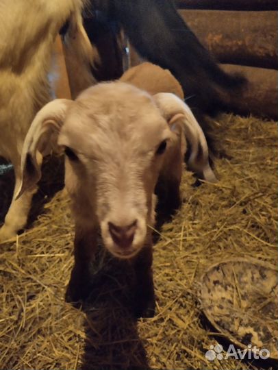 Нубийские козлята