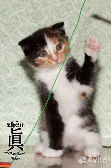 Девочка в добрые руки