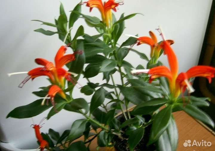 Эсхинантус жар птица