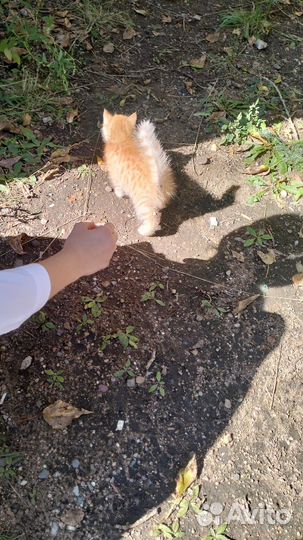 Котик девочка,отдаем бесплатно в добрые руки