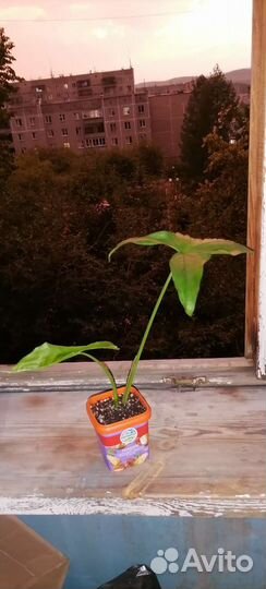 Сингониум Мохито