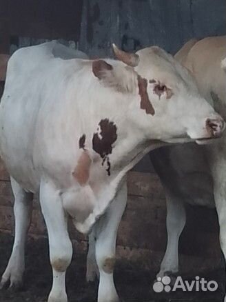 Быки на племя или на мясо