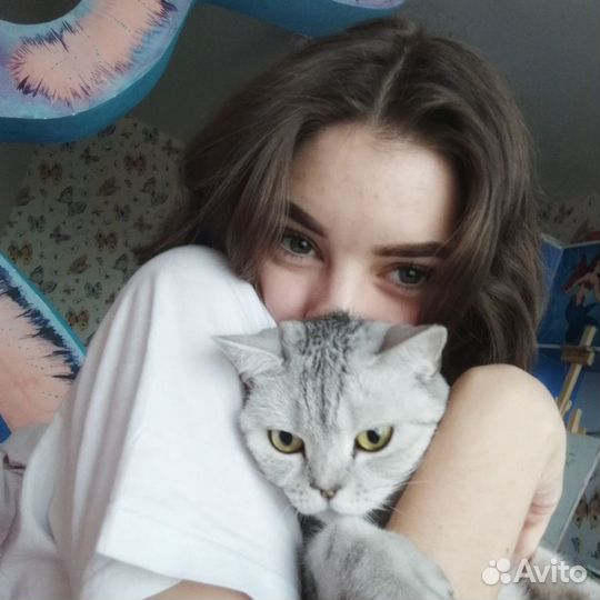 Вислоухий кот для случки