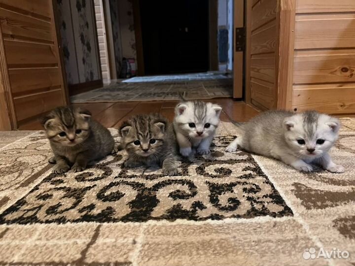 Котята на продажу