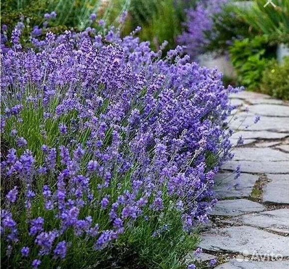 Лаванда саженцы