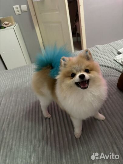 Померанский щпиц ищет девочку для вязки