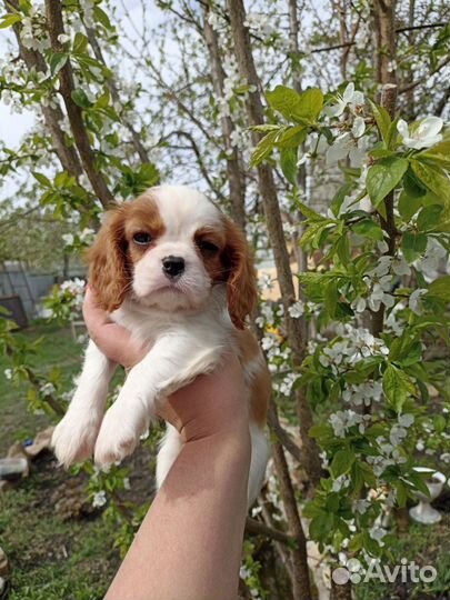Кавалер Кинг чарльз спаниель девочки