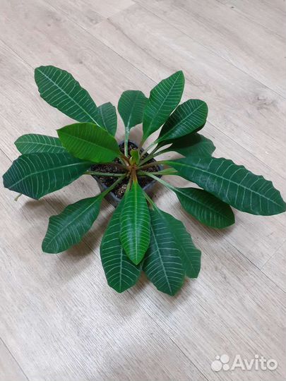 Молочай беложильчатый