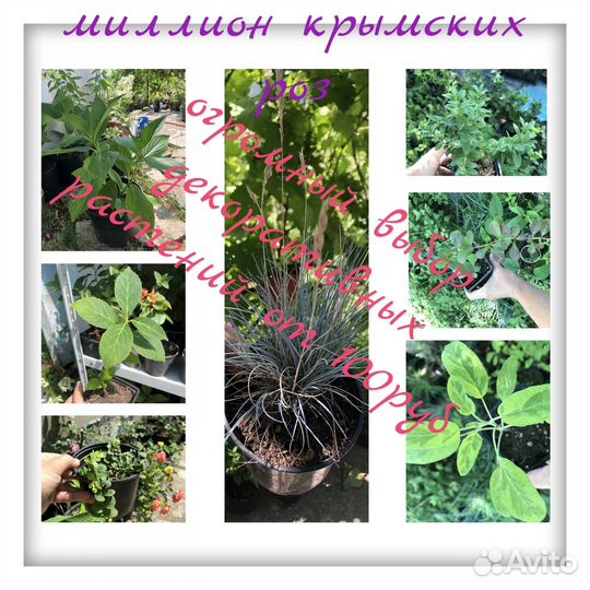 Лавровишня,бересклеты,туи и др декоративные растен