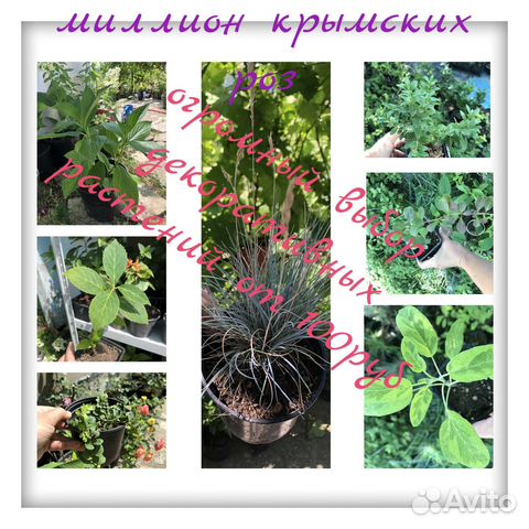 Лавровишня,бересклеты,туи и др декоративные растен