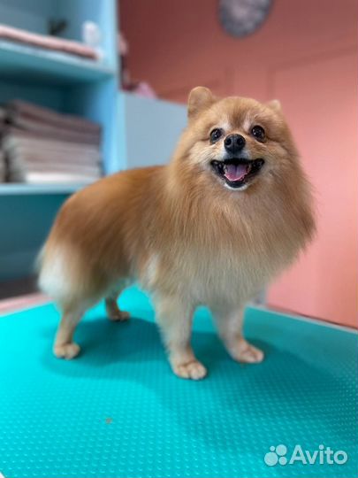 Груминг собак