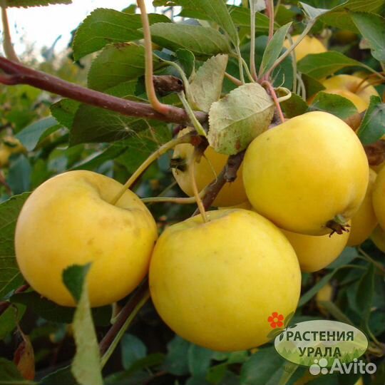 Саженцы Яблони 2-х лет