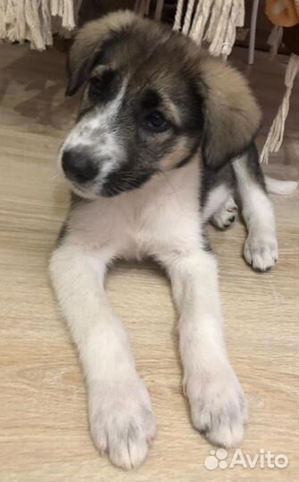 Щенок в добрые руки